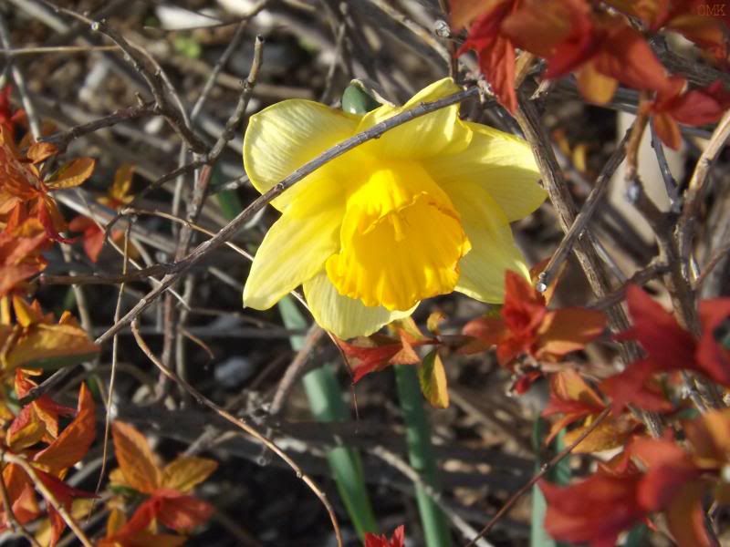  photo daffyodil_zpsca6a51ba.jpg